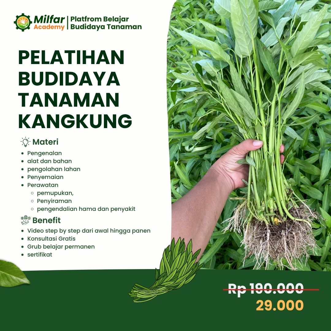 Pelatihan Kangkung dari 0 Sampai Panen